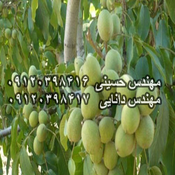 نهال گردو هارتلی