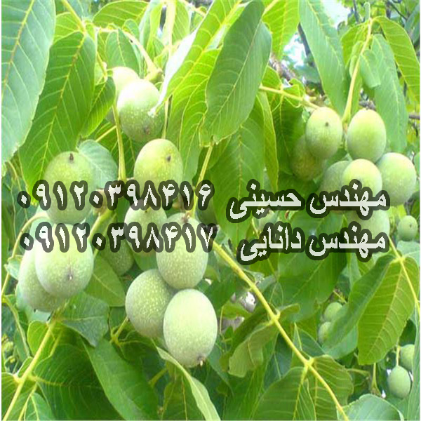 نهال گردو دیرگل