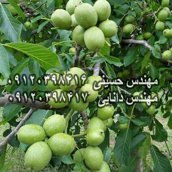 نهال گردو فرانسوی