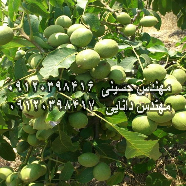 نهال گردو اصلاح شده