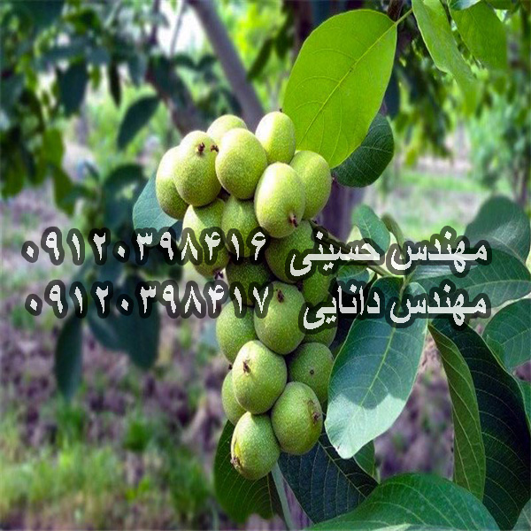 نهال گردو پیوندی