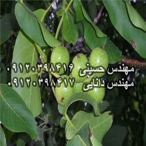 نهال گردو چندلر